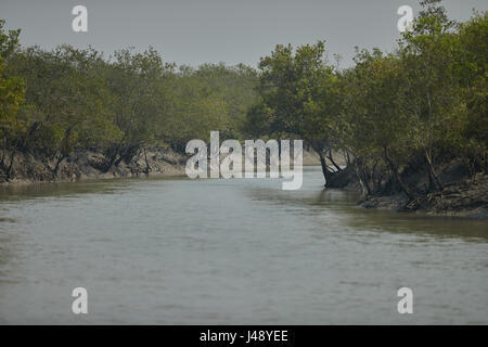 Delta Sundarbans est la plus grande forêt de mangrove, traversée par un réseau complexe de voies d'eau de marée, les vasières et les petites îles de mangroves. Banque D'Images