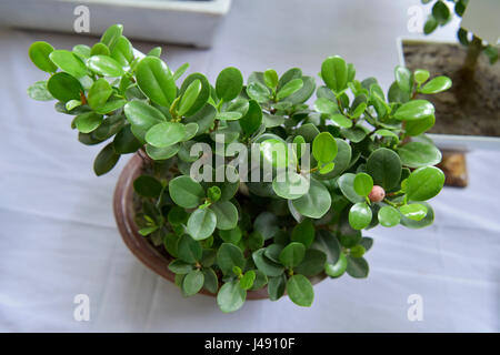 Dhaka, Bangladesh. 10 mai 2017. Bonsai de l'afficheur pendant les trois jours de l'exposition de Bonsai à Dhaka, au Bangladesh. Credit : SK Hasan Ali/Alamy Live News Banque D'Images