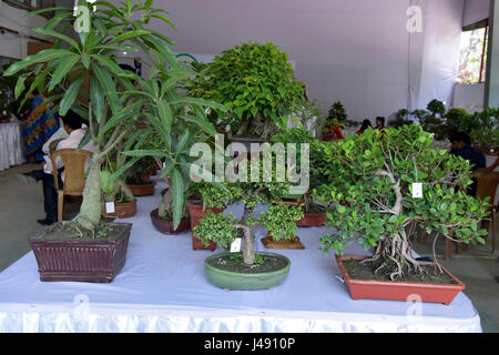 Dhaka, Bangladesh. 10 mai 2017. Bonsai de l'afficheur pendant les trois jours de l'exposition de Bonsai à Dhaka, au Bangladesh. Credit : SK Hasan Ali/Alamy Live News Banque D'Images