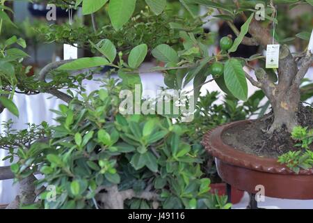 Dhaka, Bangladesh. 10 mai 2017. Bonsai de l'afficheur pendant les trois jours de l'exposition de Bonsai à Dhaka, au Bangladesh. Credit : SK Hasan Ali/Alamy Live News Banque D'Images