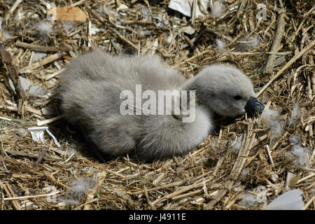 Rivière Lee à Ware dans le Hertfordshire, Royaume-Uni. 10 mai, 2017. Le printemps est vu comme un nouveau né cygnet tente de trouver l'énergie pour faire ses premiers pas dans la vie sur la rivière Lee dans Ware, Hertfordshire Crédit : CandyAppleRed Images/Alamy Live News Banque D'Images