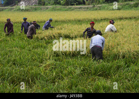 Dhaka, Bangladesh. 10 mai, 2017. Agriculteurs du Bangladesh et de coupe après la récolte de paddy recueille à Gabtoli à Dhaka, Bangladesh, le 10 mai, les agriculteurs du Bangladesh et collecte de coupe après la récolte de paddy à Ashulia à Dhaka, Bangladesh, le 10 mai 2017. La principale culture vivrière du Bangladesh est le riz. Secteur du riz contribue à la moitié du PIB agricole et à un sixième du revenu national au Bangladesh. La quasi-totalité des 13 millions de familles agricoles du pays cultiver du riz. Mamunur Rashid/crédit : Alamy Live News Banque D'Images