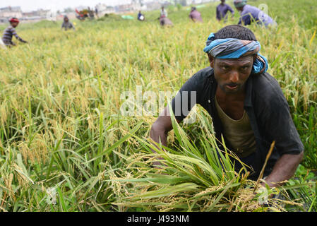 Dhaka, Bangladesh. 10 mai, 2017. Agriculteurs du Bangladesh et de coupe après la récolte de paddy recueille à Gabtoli à Dhaka, Bangladesh, le 10 mai, les agriculteurs du Bangladesh et collecte de coupe après la récolte de paddy à Ashulia à Dhaka, Bangladesh, le 10 mai 2017. La principale culture vivrière du Bangladesh est le riz. Secteur du riz contribue à la moitié du PIB agricole et à un sixième du revenu national au Bangladesh. La quasi-totalité des 13 millions de familles agricoles du pays cultiver du riz. Mamunur Rashid/crédit : Alamy Live News Banque D'Images