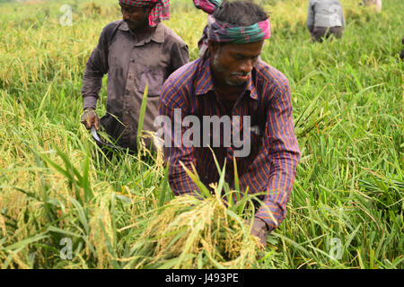 Dhaka, Bangladesh. 10 mai, 2017. Agriculteurs du Bangladesh et de coupe après la récolte de paddy recueille à Gabtoli à Dhaka, Bangladesh, le 10 mai, les agriculteurs du Bangladesh et collecte de coupe après la récolte de paddy à Ashulia à Dhaka, Bangladesh, le 10 mai 2017. La principale culture vivrière du Bangladesh est le riz. Secteur du riz contribue à la moitié du PIB agricole et à un sixième du revenu national au Bangladesh. La quasi-totalité des 13 millions de familles agricoles du pays cultiver du riz. Mamunur Rashid/crédit : Alamy Live News Banque D'Images