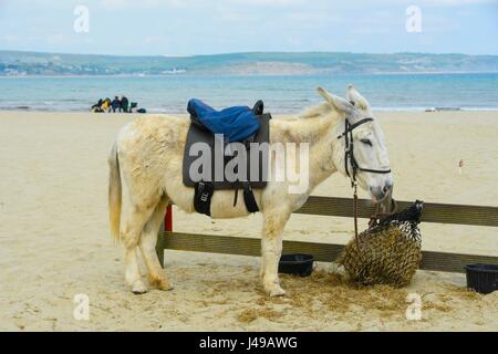 Weymouth, Dorset, UK. Le 11 mai, 2017. Météo britannique. Une plage donkey en attente d'une ride à la plage sur un endroit frais, nuageux et venteux après-midi à la station balnéaire de Weymouth, dans le Dorset après un brillant et chaud pour commencer la journée. Crédit photo : Graham Hunt/Alamy Live News Banque D'Images