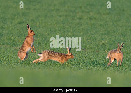 Norfolk, Royaume-Uni. Le 11 mai, 2017. Lièvre brun Lepus europaeus et boxe chasing autour peu après l'aube près de Holt Crédit : David Tipling Norfolk Photo Library/Alamy Live News Banque D'Images