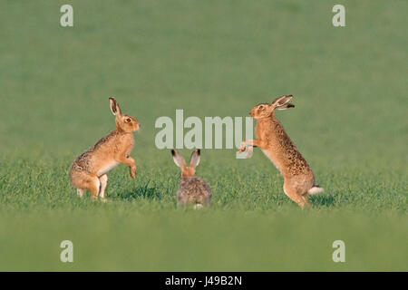 Norfolk, Royaume-Uni. Le 11 mai, 2017. Lièvre brun Lepus europaeus et boxe chasing autour peu après l'aube près de Holt Crédit : David Tipling Norfolk Photo Library/Alamy Live News Banque D'Images