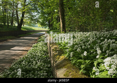 Norfolk, Royaume-Uni. Le 11 mai, 2017. Météo britannique. L'ail sauvage (Ramsons) en fleurs le long country lane Great Walsingham Norfolk peut Crédit : David Tipling Photo Library/Alamy Live News Banque D'Images