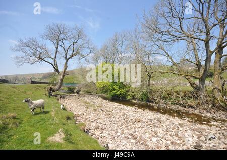 Le Yorkshire, UK. Le 11 mai, 2017. Météo britannique. L'été est arrivé tôt pour le célèbre du Yorkshire en Angleterre. Les rivières sont faibles dans le cours supérieur de la rivière Wharfe dans belle Wharfedale, N Yorkshire à un moment où les torrents de printemps normalement remplir rivières et affluents. Sections de l'Oughtershaw Hubberholme Wharfe près et, un lieu de prédilection de l'écrivain J B Priestley, sont exposés montrant le gravier et rockbeds normalement pas révélé jusqu'à la fin juin. Crédit : David Hickes/Alamy Live News Banque D'Images