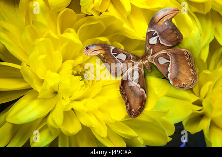 Un beau papillon jaune avec motif sur les ailes est assis sur une fleur de chrysanthème jaune. Présente close-up. Banque D'Images