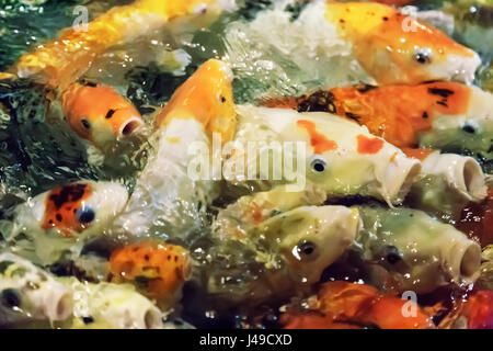 Nage dans l'aquarium Un grand nombre d'ornement - koi poissons domestiques, originaire du Japon. Banque D'Images