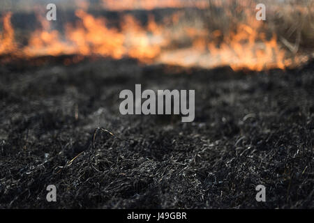 Brûlant de l'herbe dans le domaine, les arbustes et les plantes sont brûlées, des terres couvertes de noir, au début du printemps Banque D'Images