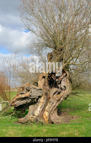 Grand vieux étêtés Willow Tree in field - sp Salx Banque D'Images