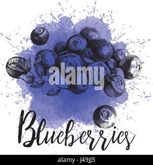 Vector hand drawn illustration les bleuets Illustration de Vecteur