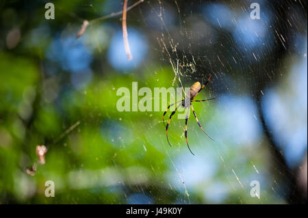 Golden orb weaver sur son site web d'araignée Banque D'Images