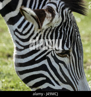 Beau Zèbre de Grévy Equus grevyi paissant dans une clairière Banque D'Images