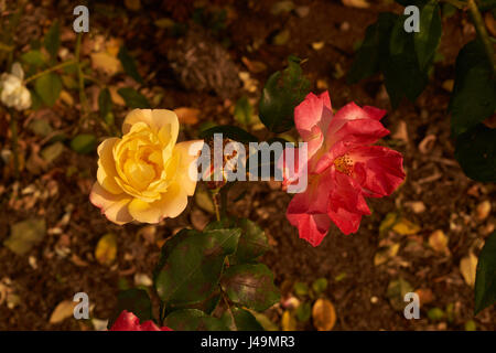Droit de jaune et rose rouge sur la même plante Banque D'Images