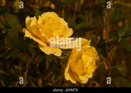 Image de belle rose jaune close up Banque D'Images