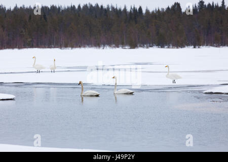 Les cygnes sur le lac partiellement gelé Banque D'Images