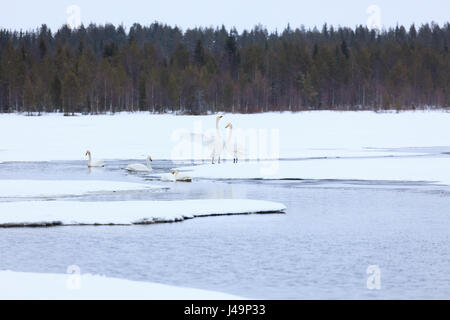 Les cygnes sur le lac partiellement gelé Banque D'Images