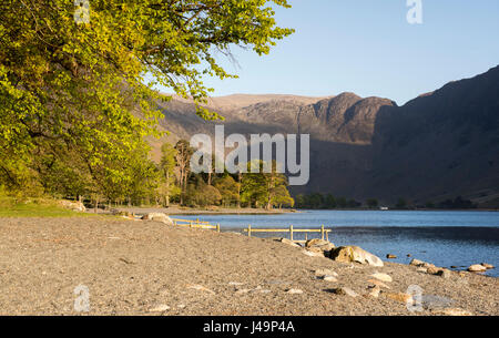 La lumière de l'après-midi sur les rives de la lande dans le Lake District, Cumbria England UK Banque D'Images