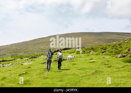 Péninsule de Dingle, comté de Kerry, Irlande - les randonneurs à pied entre les moutons dans les collines d'Irlande sur un après-midi ensoleillé sur le Dingle Way Trail. Banque D'Images