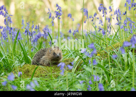 Hérisson, Erinaceus europaeus , dans Bluebells, Hyacinthoides non-scripta, avril, Sussex, UK. Banque D'Images