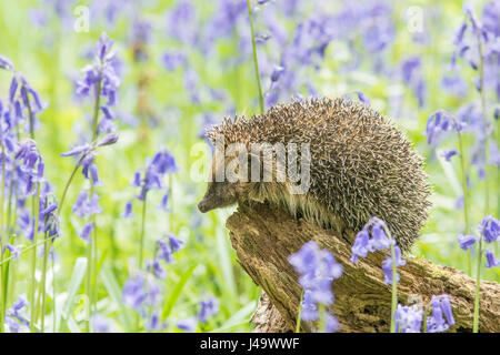 Hérisson, Erinaceus europaeus , dans Bluebells, Hyacinthoides non-scripta, avril, Sussex, UK. Banque D'Images