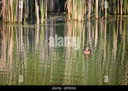 Canard colvert femelle reposant dans le chaud soleil de printemps Banque D'Images