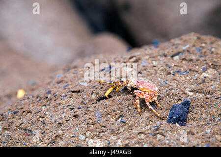 Un crabe brachyura assis sur un rocher à Tenerife, Espagne Banque D'Images