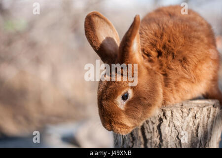 Beau lapin brun Banque D'Images