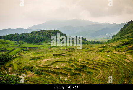 SAPA, Vietnam - CIRCA SEPTEMBRE 2014 : Avis de riz typique paysage dans SAPA, Vietnam du Nord. Banque D'Images