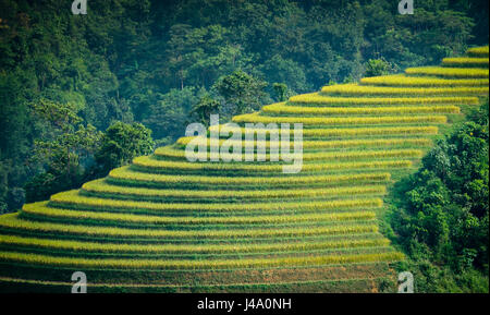 SAPA, Vietnam - CIRCA SEPTEMBRE 2014 : Avis de riz typique paysage dans SAPA, Vietnam du Nord. Banque D'Images