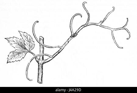 PSM V02 D301 Bignonia se réfère à une référence scientifique ou botanique, documentant probablement le genre de plantes Bignonia, communément connu pour ses fleurs vibrantes. Banque D'Images