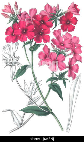 Phlox drummondii Curtis Banque D'Images