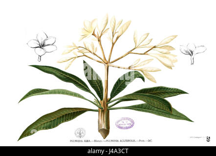 Plumeria alba, communément appelé frangipanier, est une plante à fleurs connue pour ses fleurs parfumées et colorées. Cette espèce est couramment utilisée dans l'aménagement paysager tropical et subtropical et l'horticulture. Banque D'Images