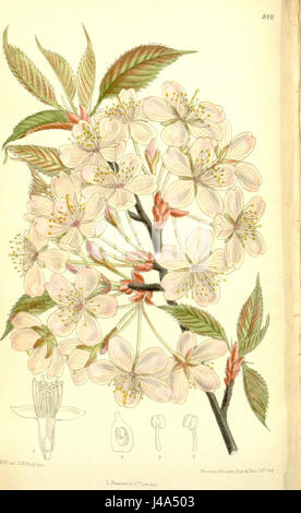 Prunus sargentii 137 8411 Banque D'Images