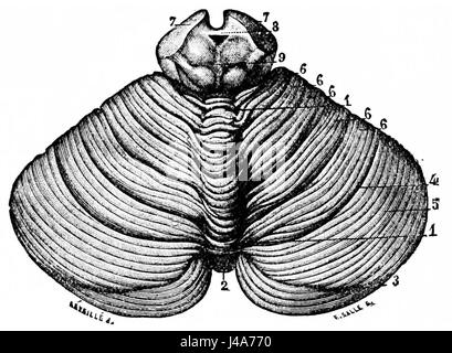 Cette illustration du PSM (Popular Science Monthly) V26, planche D760, montre la surface supérieure du cervelet, fournissant un aperçu de l'anatomie du cerveau humain pour des études médicales et scientifiques à la fin du XIXe siècle. Banque D'Images