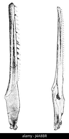 Cette image de PSM V17 D239 montre les mâchoires inférieures d'oiseaux à dents antiques, offrant un aperçu de l'anatomie et de l'évolution des espèces d'oiseaux précoces. Il met en évidence la structure unique de leurs mâchoires par rapport aux oiseaux modernes. Banque D'Images