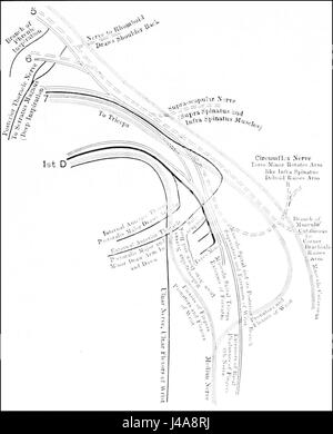 PSM V42 D782 Diagramme du plexus brachial Banque D'Images