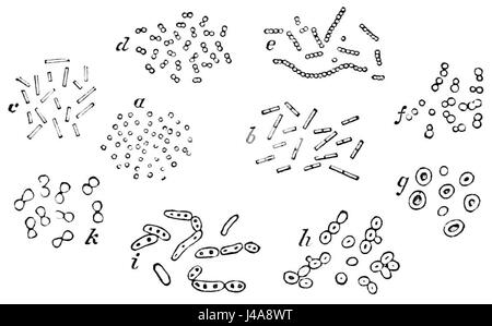 Les microcoques sont un type de bactéries que l'on trouve couramment dans l'environnement, en particulier sur la peau, dans la poussière et dans l'air. Les bactéries jouent un rôle important dans la décomposition de la matière organique et sont impliquées dans le microbiome naturel des humains et des animaux. Cette image spécifique, étiquetée PSM V06 D415, représente la structure bactérienne. Banque D'Images