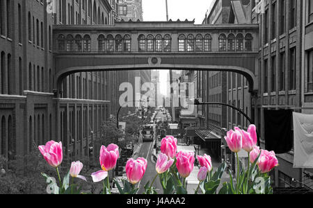 Manhattan vue noir et blanc avec des tulipes roses sur l'avant Banque D'Images