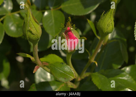 Ouvrir un bouton de rose rouge rouge fermé et boutons de rose sur rose rouge bush. Banque D'Images