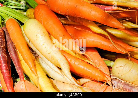 Les carottes de différentes couleurs. Banque D'Images