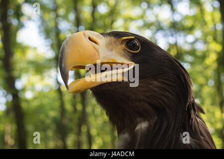 L'aigle de mer de Steller , Haliaeetus pelagicus, Accipitridae Banque D'Images