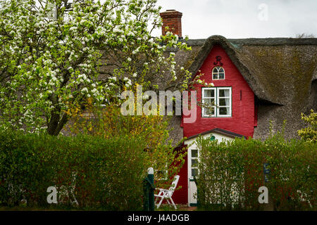 Vieux frison maison rouge avec toit de chaume sur la petite île Amrum, Frise du Nord, Schleswig-Holstein, Allemagne Banque D'Images