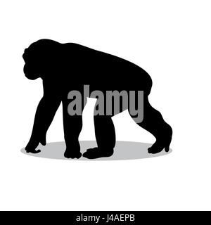 Primate singe chimpanzé animal silhouette noire Illustration de Vecteur