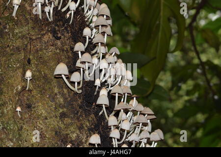 Beauté dans la nature, Close up, champignons, arbres, forêt, jardin botanique, Bogor, Indonésie Banque D'Images