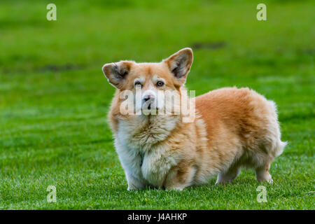 Pembroke Welsh Corgi, de l'élevage race de chien Banque D'Images