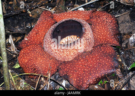 Rafflesia keithii fleur, une plante parasitaire dans le genre Rafflesia endémique de Sabah à Bornéo. Banque D'Images